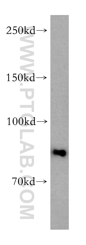 WB analysis of HEK-293 using 12810-1-AP