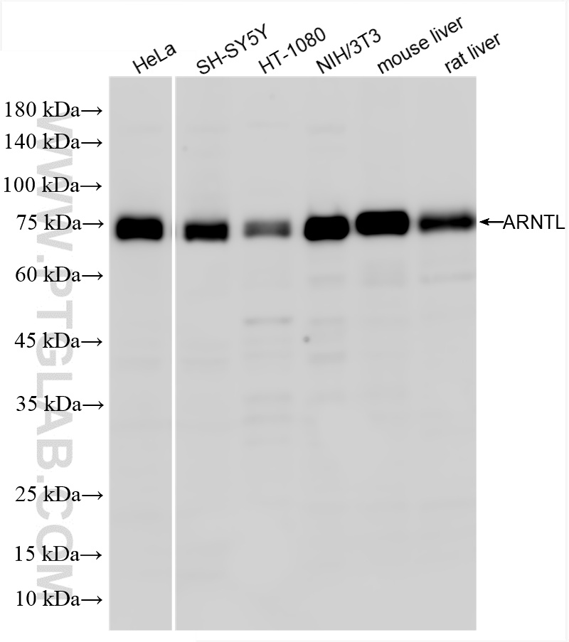 WB analysis using 86113-1-RR