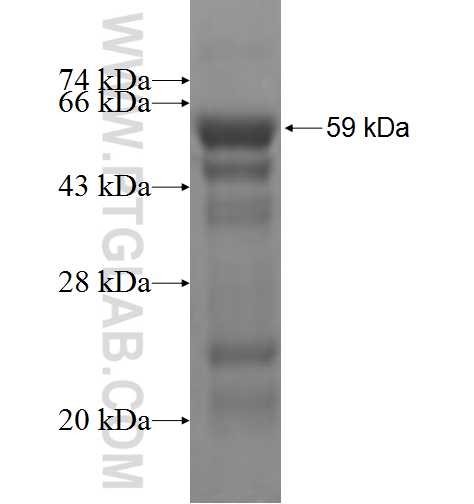 ARNTL fusion protein Ag5586 SDS-PAGE