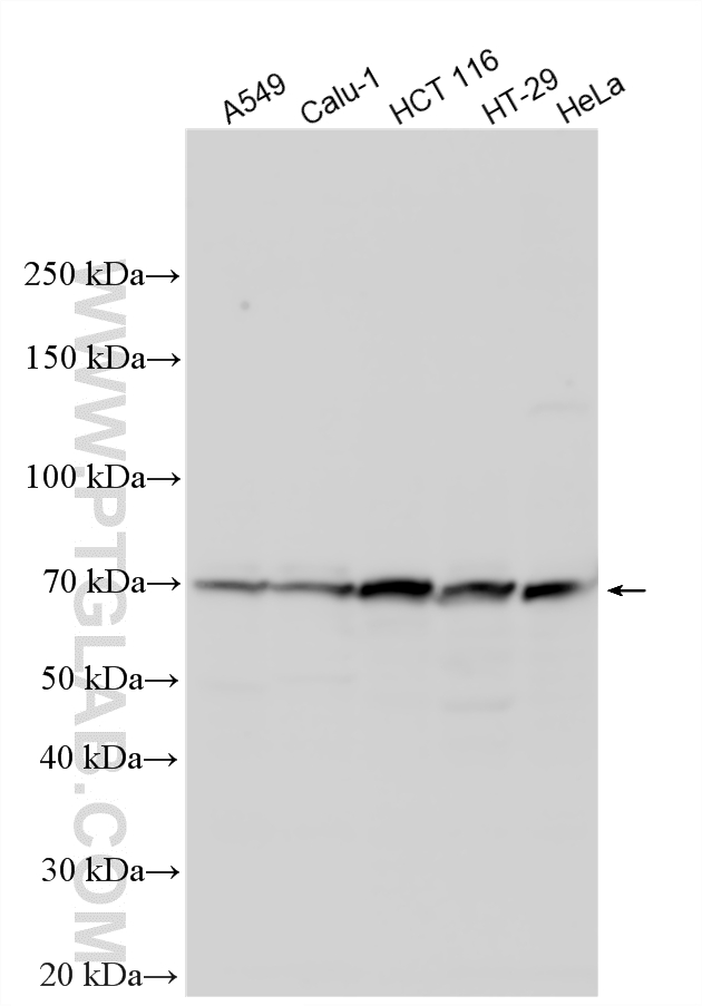 WB analysis using 23908-1-AP