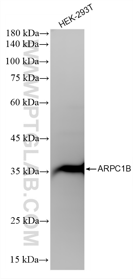 WB analysis of HEK-293T using 87393-1-RR