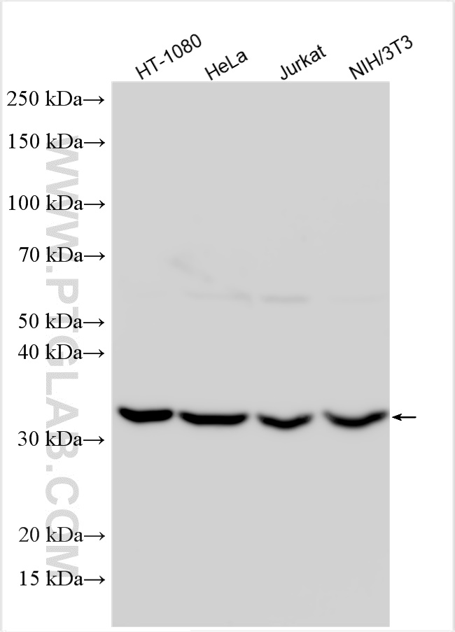 WB analysis using 15058-1-AP