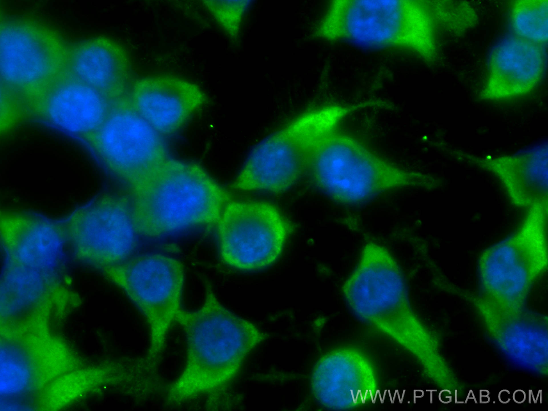 IF Staining of Neuro-2a using CL488-16717