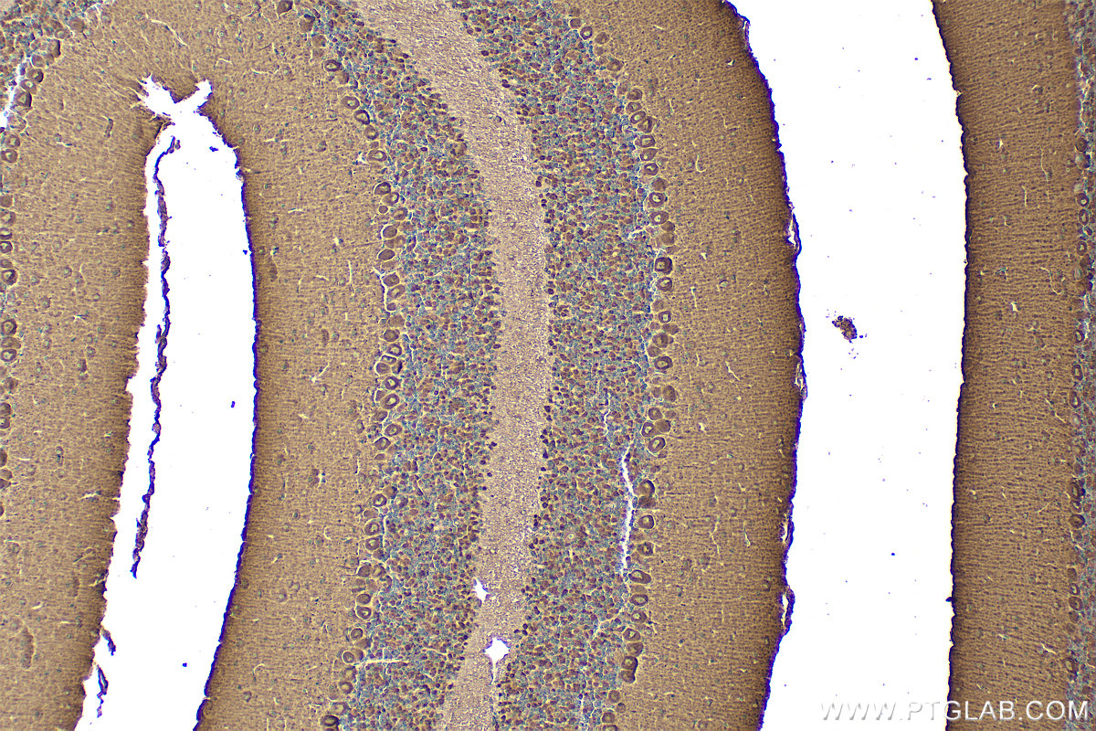 IHC staining of mouse cerebellum using 22025-1-AP
