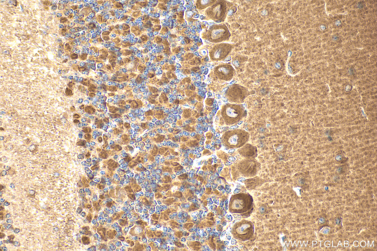 IHC staining of mouse cerebellum using 22025-1-AP