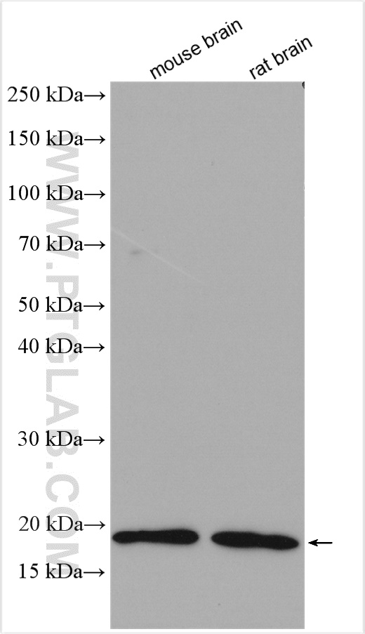 WB analysis using 22025-1-AP