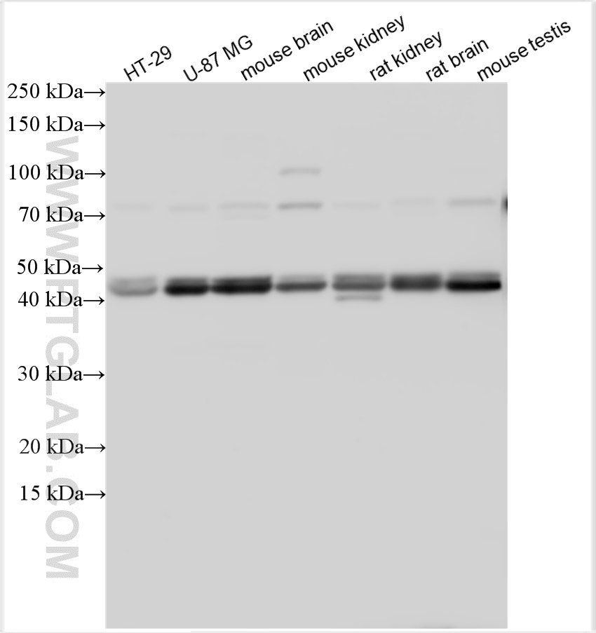 WB analysis using 10652-1-AP