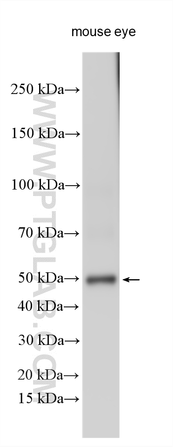 WB analysis using 11100-2-AP WB analysis using 11100-2-AP