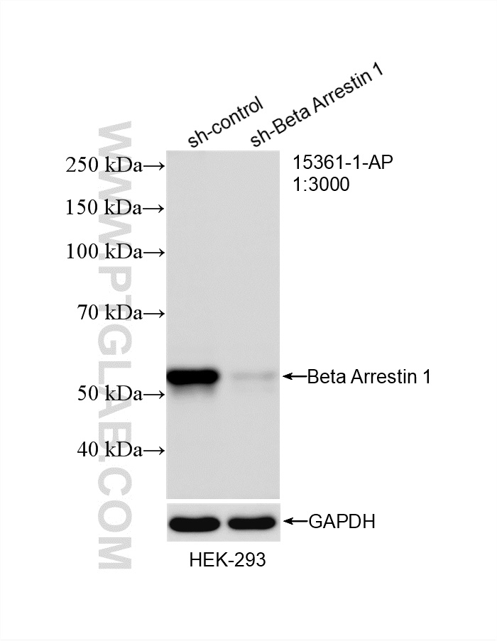 WB result of Beta Arrestin 1 antibody (15361-1-AP; 1:3000; incubated at room temperature for 1.5 hours) with sh-Control and sh-Beta Arrestin 1 transfected HEK-293 cells. WB analysis of HEK-293 using 15361-1-AP