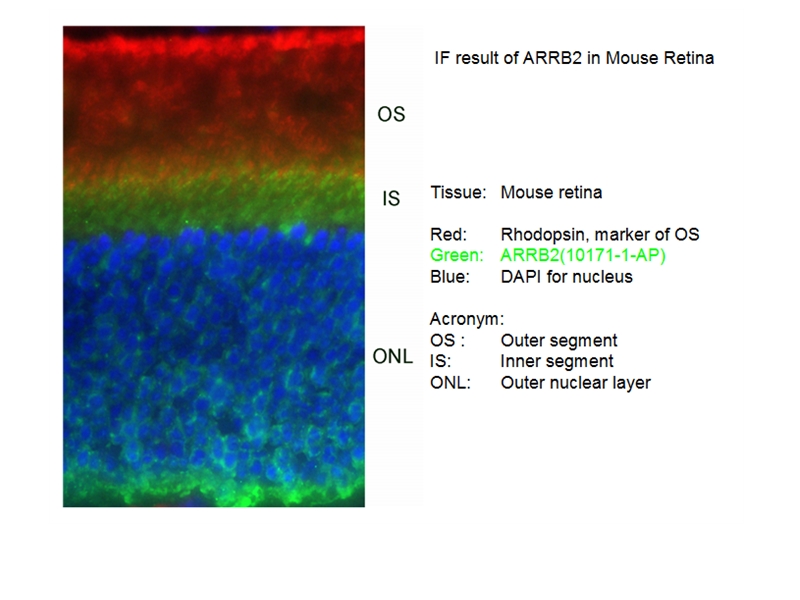 Beta Arrestin 2 Polyclonal antibody