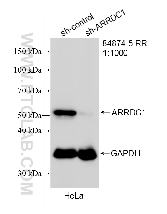WB analysis of HeLa using 84874-5-RR (same clone as 84874-5-PBS) WB analysis of HeLa using 84874-5-RR (same clone as 84874-5-PBS)