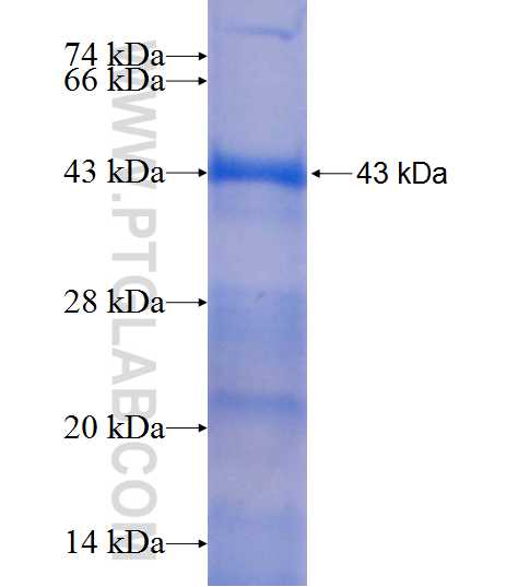 ARSF fusion protein Ag9717 SDS-PAGE