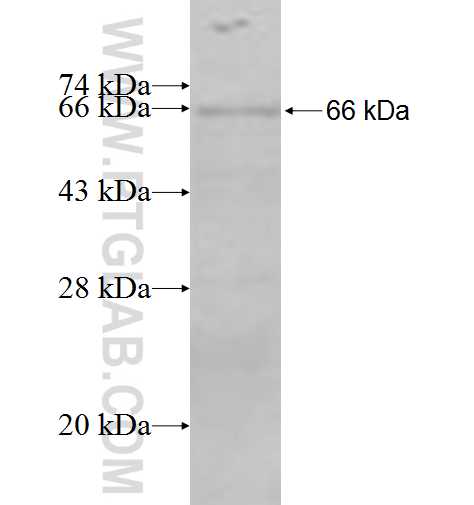ARSF fusion protein Ag9790 SDS-PAGE