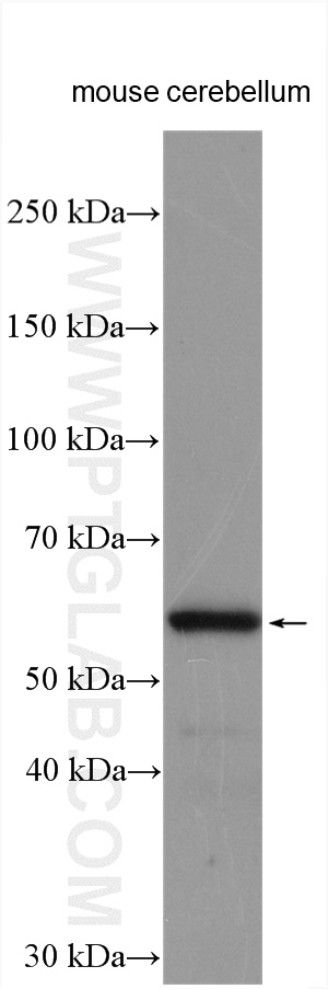 WB analysis using 12328-1-AP