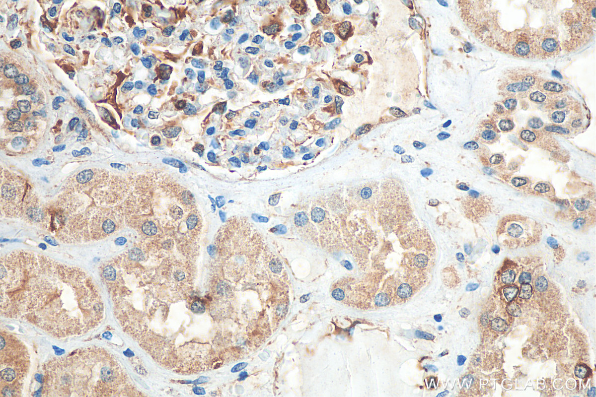 IHC staining of human kidney using 66958-1-Ig