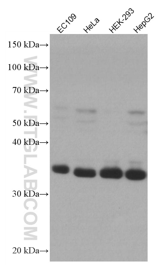 WB analysis using 66958-1-Ig