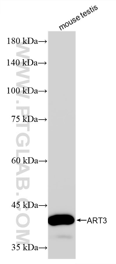 WB analysis of mouse testis using 87108-1-RR (same clone as 87108-1-PBS)