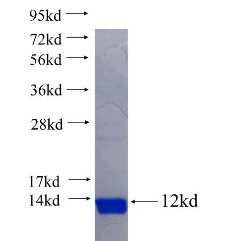 ART4 fusion protein Ag24398 SDS-PAGE