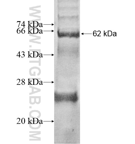 ART4 fusion protein Ag12478 SDS-PAGE