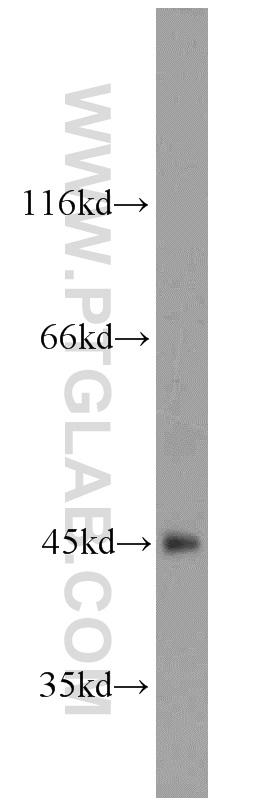 WB analysis of mouse testis using 11354-1-AP