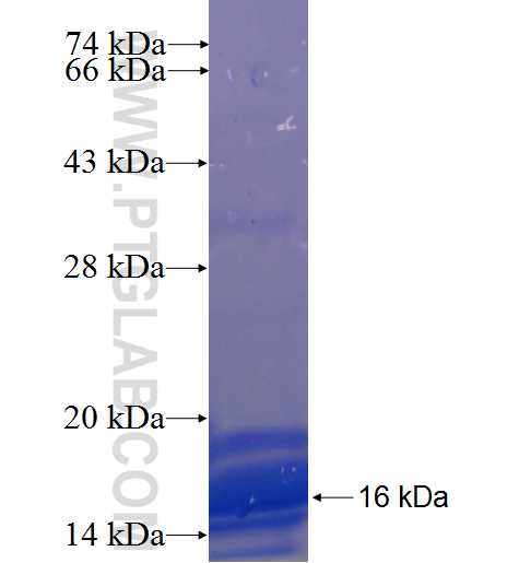 ARVCF fusion protein Ag23179 SDS-PAGE