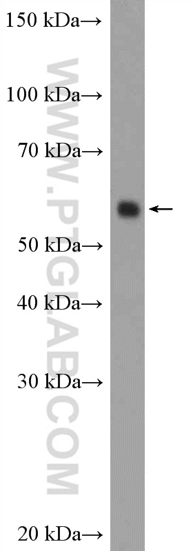 WB analysis of NIH/3T3 using 20739-1-AP