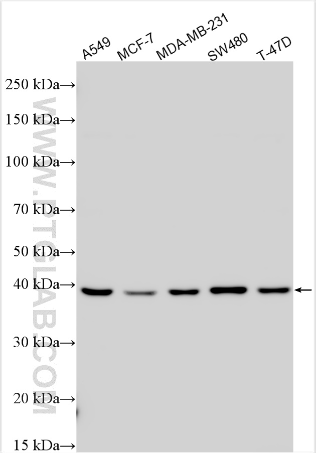 WB analysis using 11274-1-AP