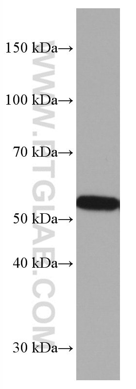 WB analysis of rat cerebellum using 67092-1-Ig