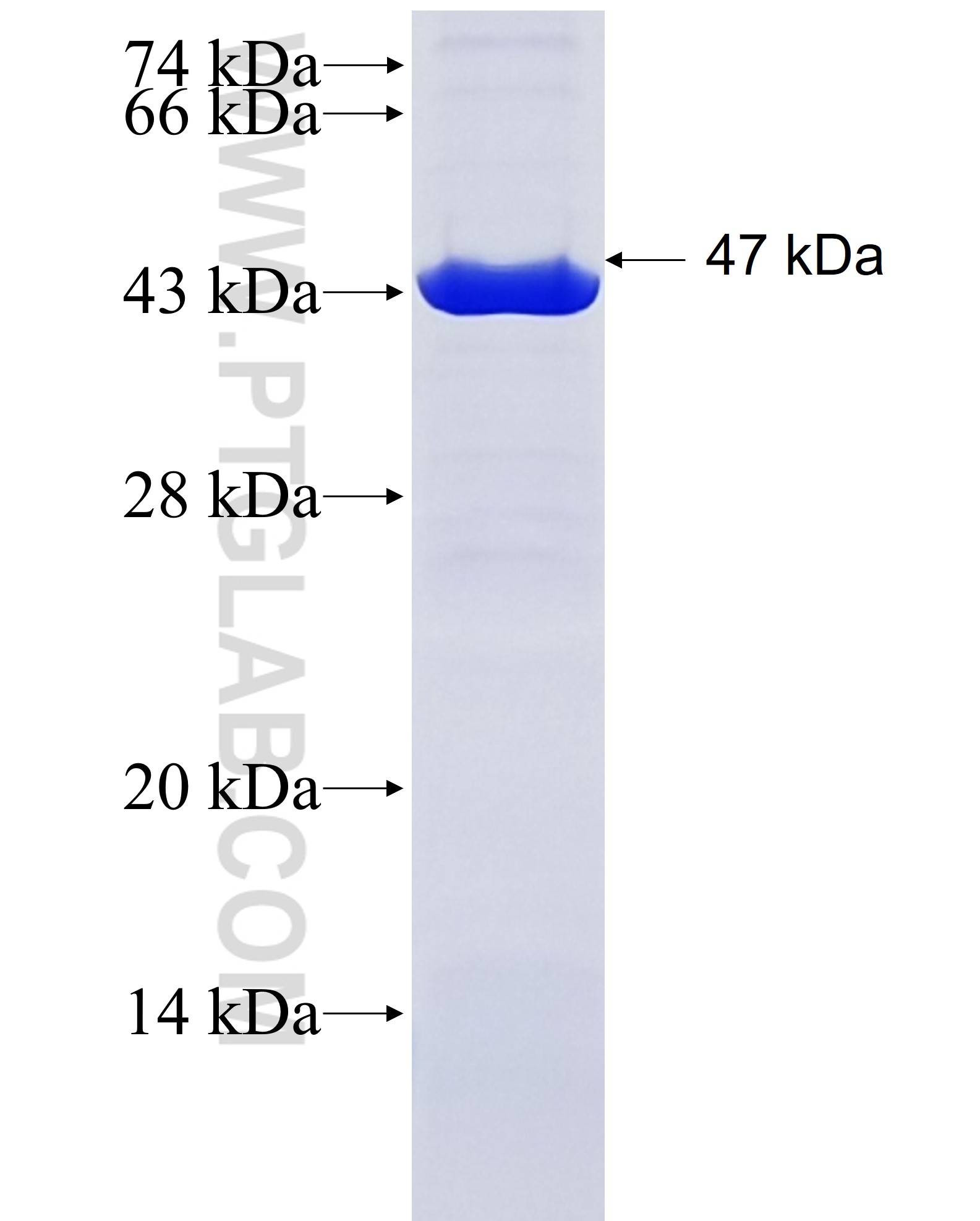 ASAH1 fusion protein Ag28645 SDS-PAGE