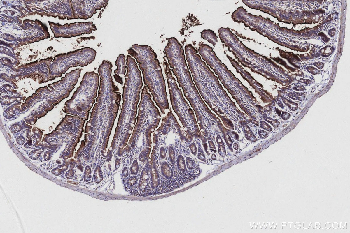 IHC staining of mouse small intestine using 27742-1-AP IHC staining of mouse small intestine using 27742-1-AP
