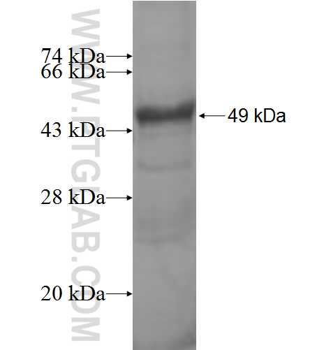 ASAM fusion protein Ag9111 SDS-PAGE