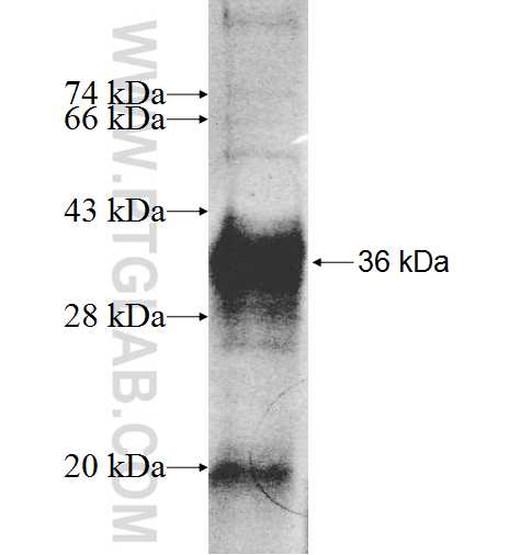 ASB1 fusion protein Ag8848 SDS-PAGE