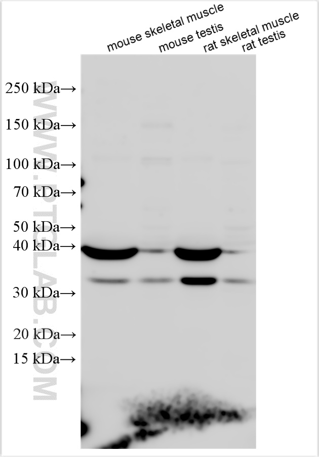Various lysates were subjected to SDS PAGE followed by western blot with 33262-1-AP (ASB12 antibody) at dilution of 1:800 incubated at room temperature for 1.5 hours. WB analysis using 33262-1-AP