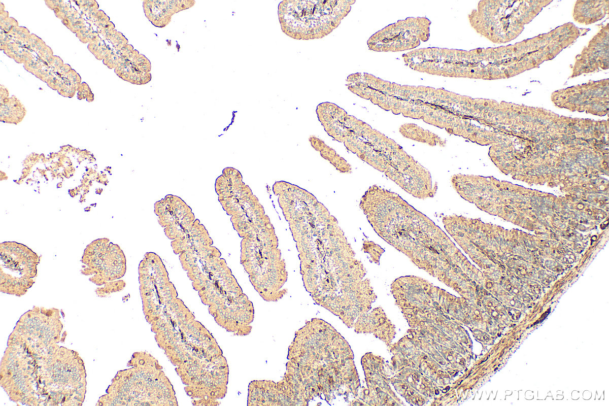IHC staining of mouse small intestine using 25616-1-AP