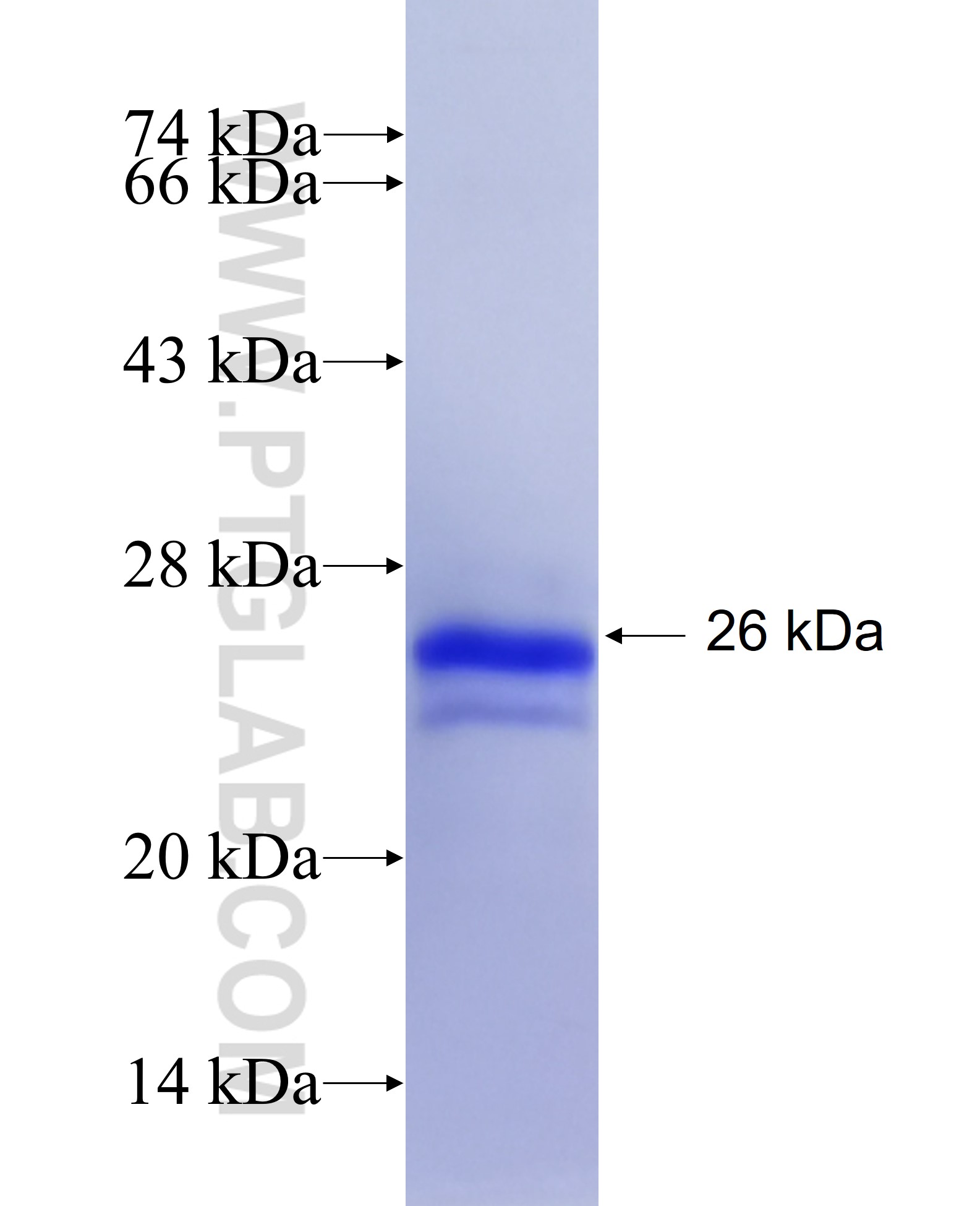 ASB13 fusion protein Ag22533 SDS-PAGE