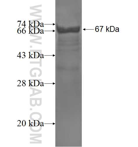 ASCC1 fusion protein Ag2946 SDS-PAGE