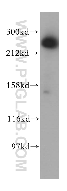 WB analysis of HeLa using 17627-1-AP