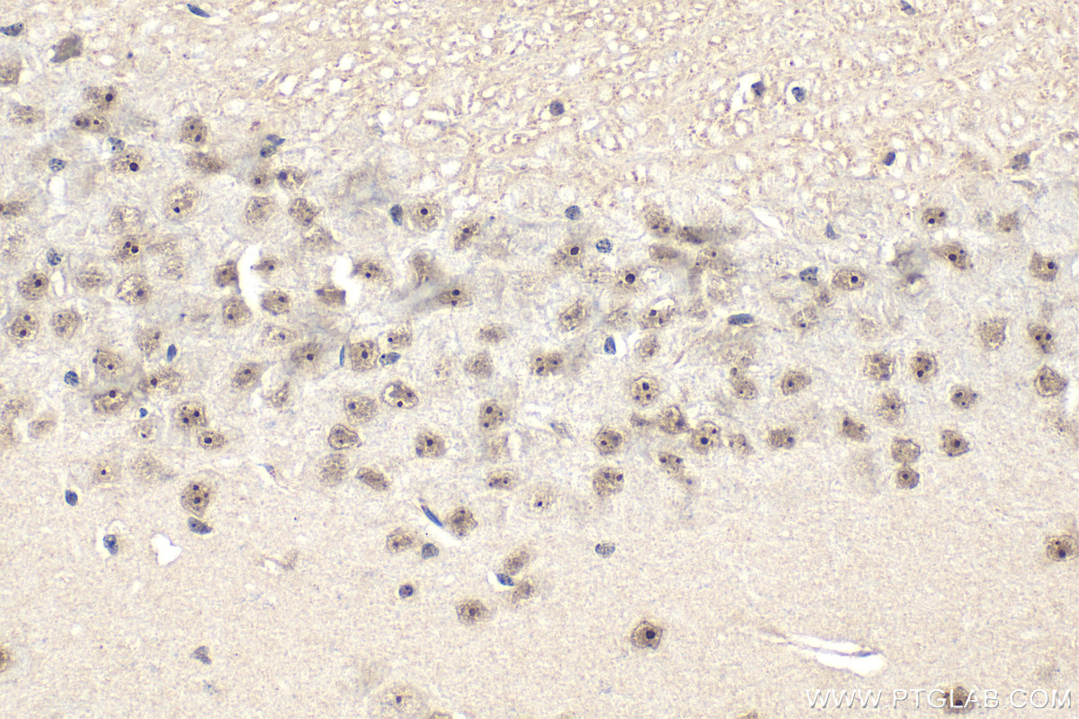 IHC staining of mouse brain using 31206-1-AP