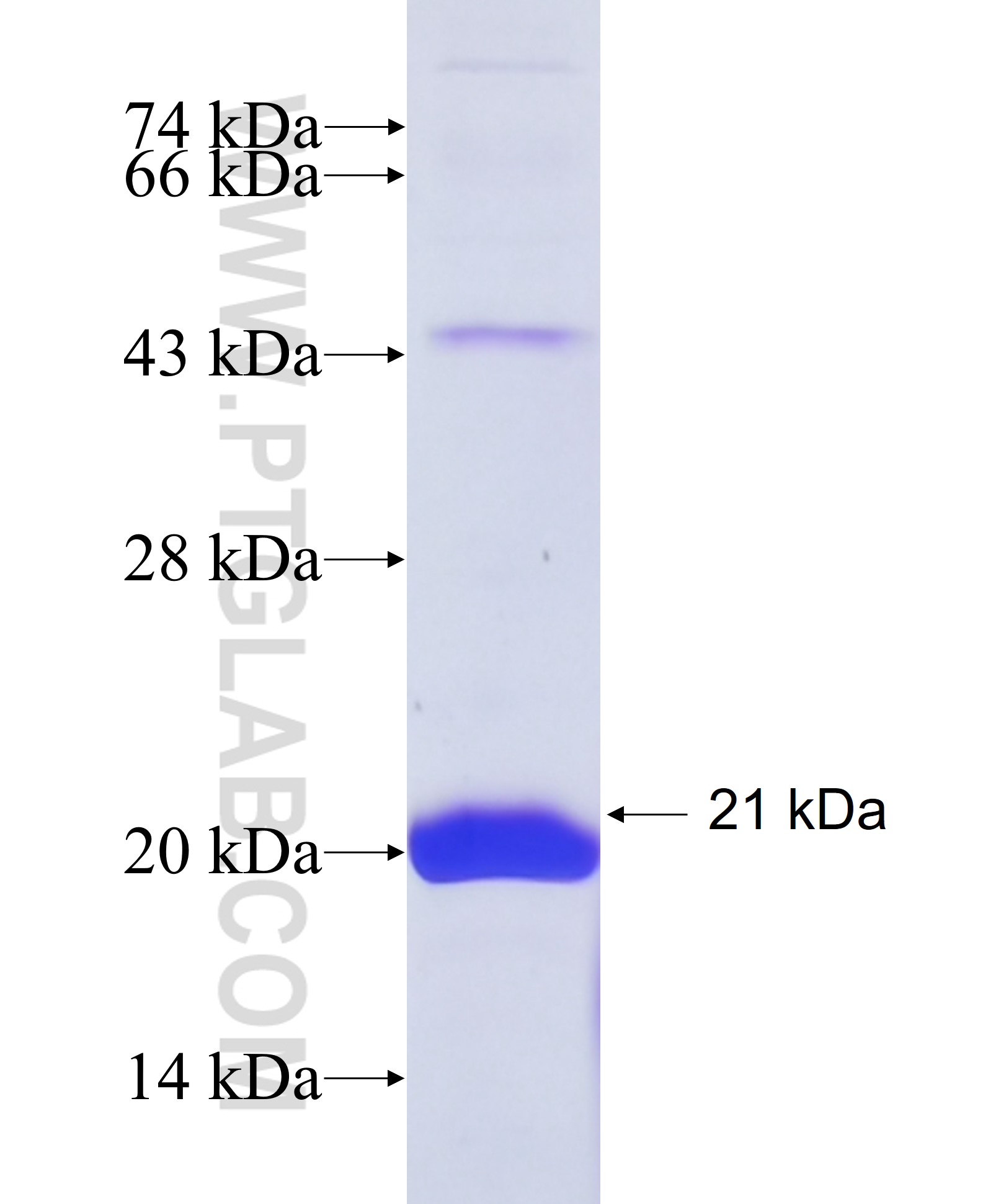 ASCL1 fusion protein Ag35018 SDS-PAGE ASCL1 fusion protein Ag35018 SDS-PAGE