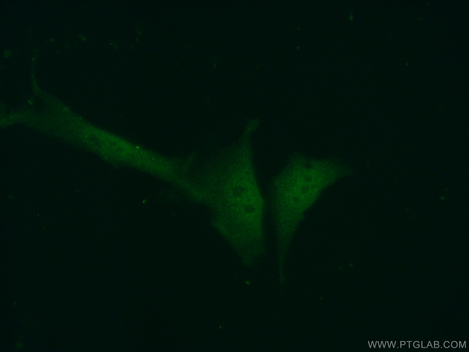 IF Staining of NIH/3T3 using 22259-1-AP