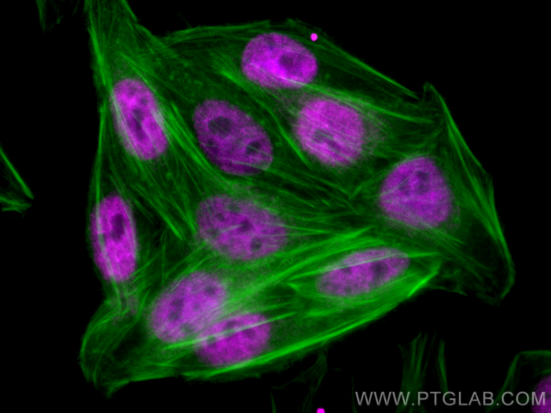IF Staining of HepG2 using 66884-1-Ig (same clone as 66884-1-PBS)