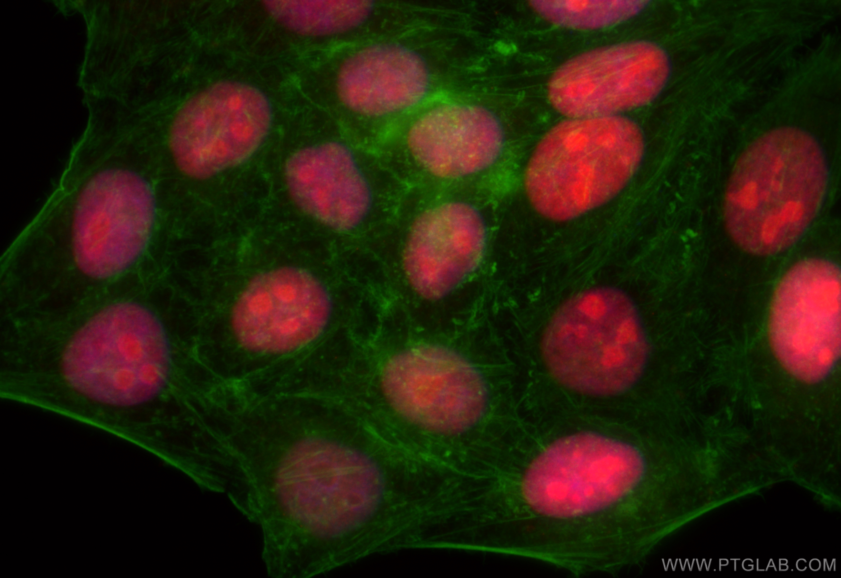 IF Staining of HepG2 using CL594-66884