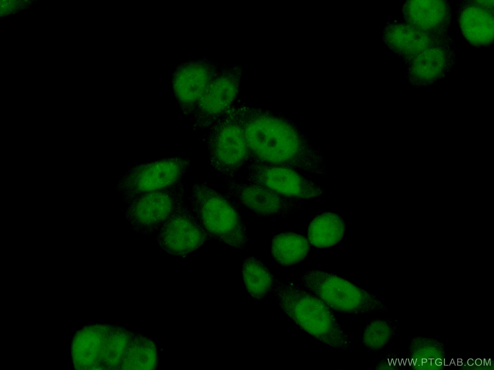 IF Staining of HeLa using 11011-1-AP (same clone as 11011-1-PBS)