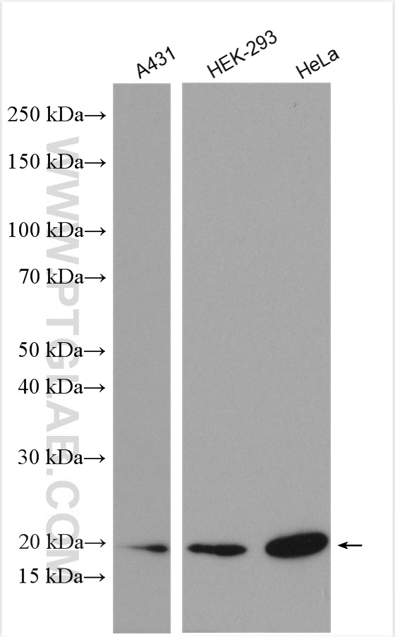 WB analysis using 22258-1-AP