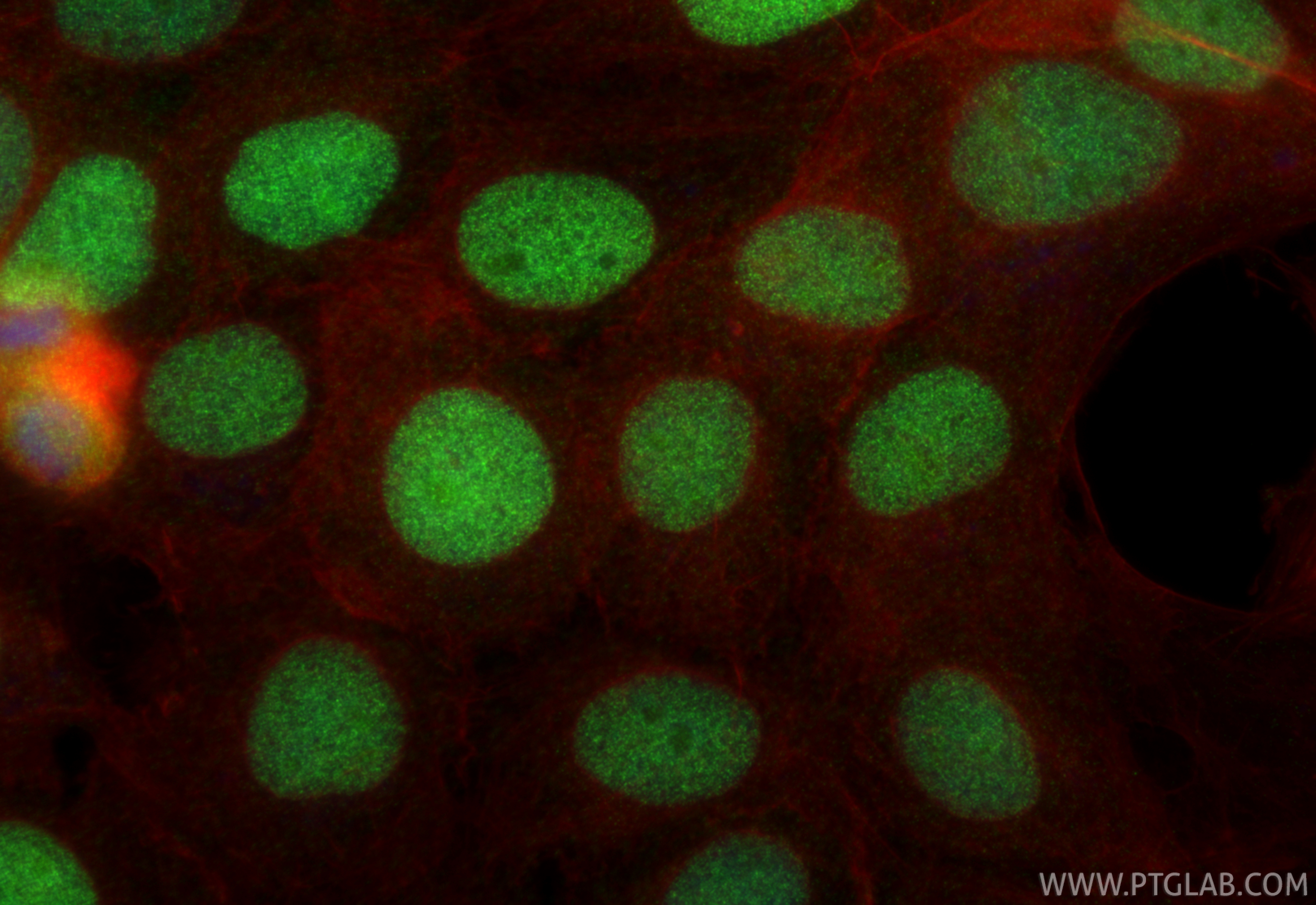 Immunofluorescent analysis of (4% PFA) fixed A431 cells using ASF1B antibody (<a class='green' href='/productredirect?CatalogNo=85848-1-RR' target='_blank'>85848-1-RR</a>, Clone: 250195A7 ) at dilution of 1:400 and CoraLite®488-Conjugated Goat Anti-Rabbit IgG(H+L) (<a class='green' href='/productredirect?CatalogNo=SA00013-2' target='_blank'>SA00013-2</a>), CL594-Phalloidin (red). This data was developed using the same antibody clone with 85848-1-PBS in a different storage buffer formulation. IF Staining of A431 using 85848-1-RR (same clone as 85848-1-PBS)