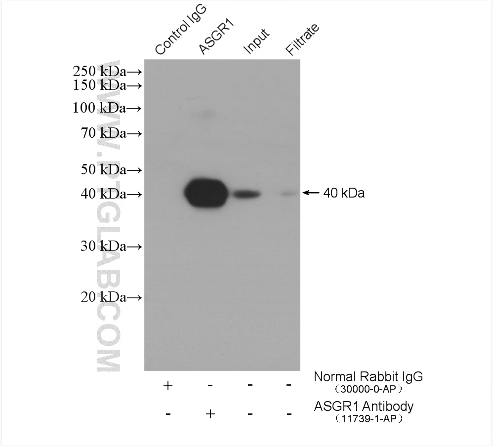 IP experiment of mouse liver using 11739-1-AP