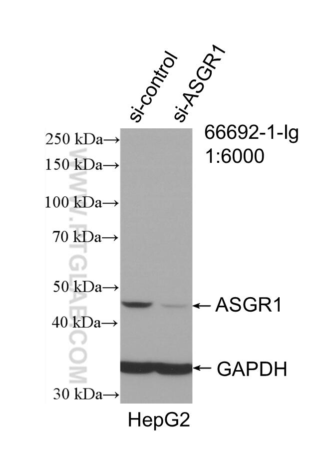 WB analysis of HepG2 using 66692-1-Ig