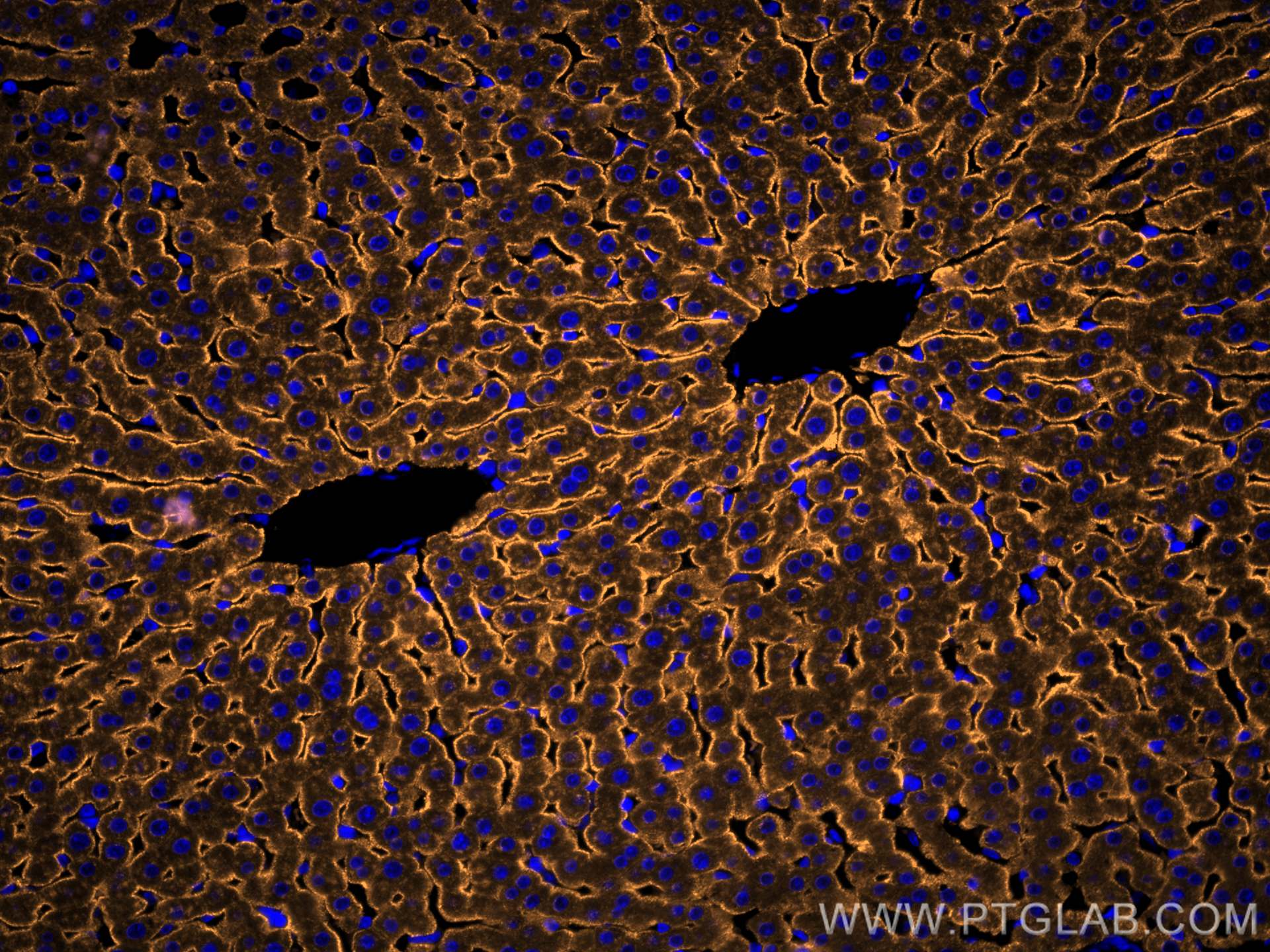 IF Staining of rat liver using CL555-11739