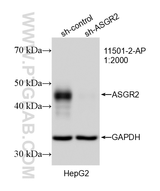 WB analysis of HepG2 using 11501-2-AP