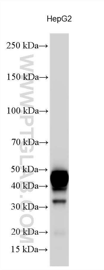 WB analysis using 11501-2-AP